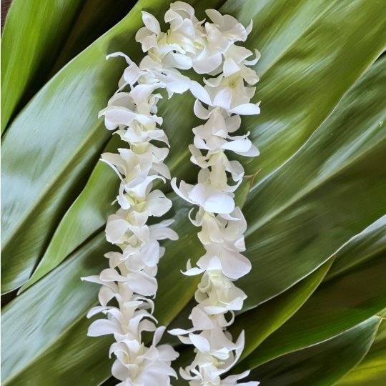 White Orchid Lei