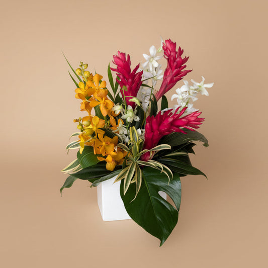 Classic Tropical Collection - Medium